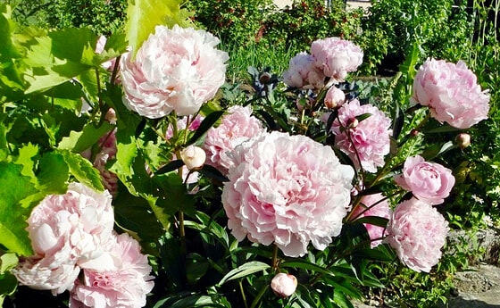 Blumenschmuck