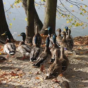 Trebon und Budweis