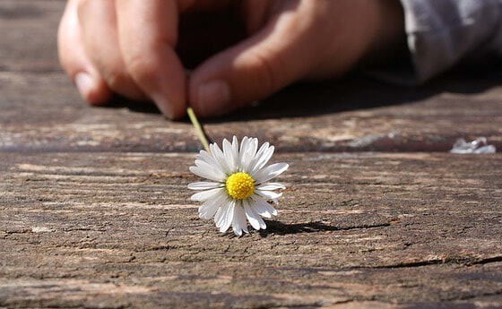 Gänseblümchen