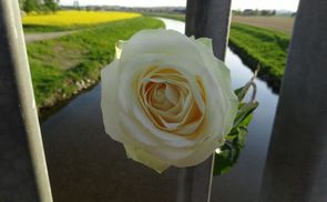 Rose zum Gehdenken                               